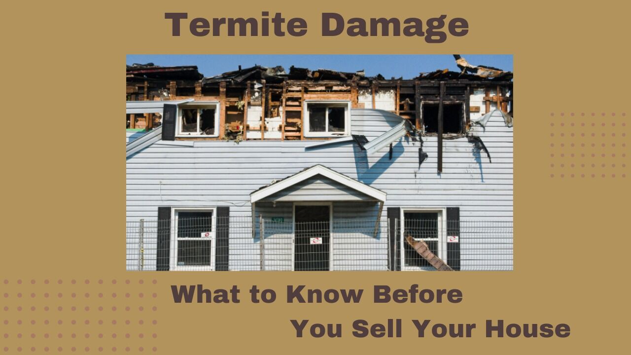 Selling Your Home with Termite Damage: A Seller's Guide